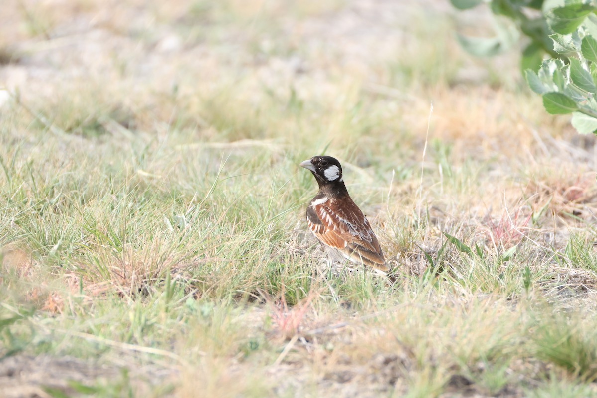 Chestnut-backed Sparrow-Lark - ML650353839