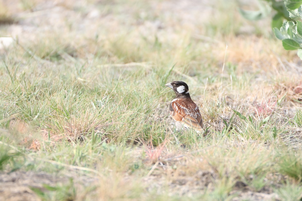Chestnut-backed Sparrow-Lark - ML650353840