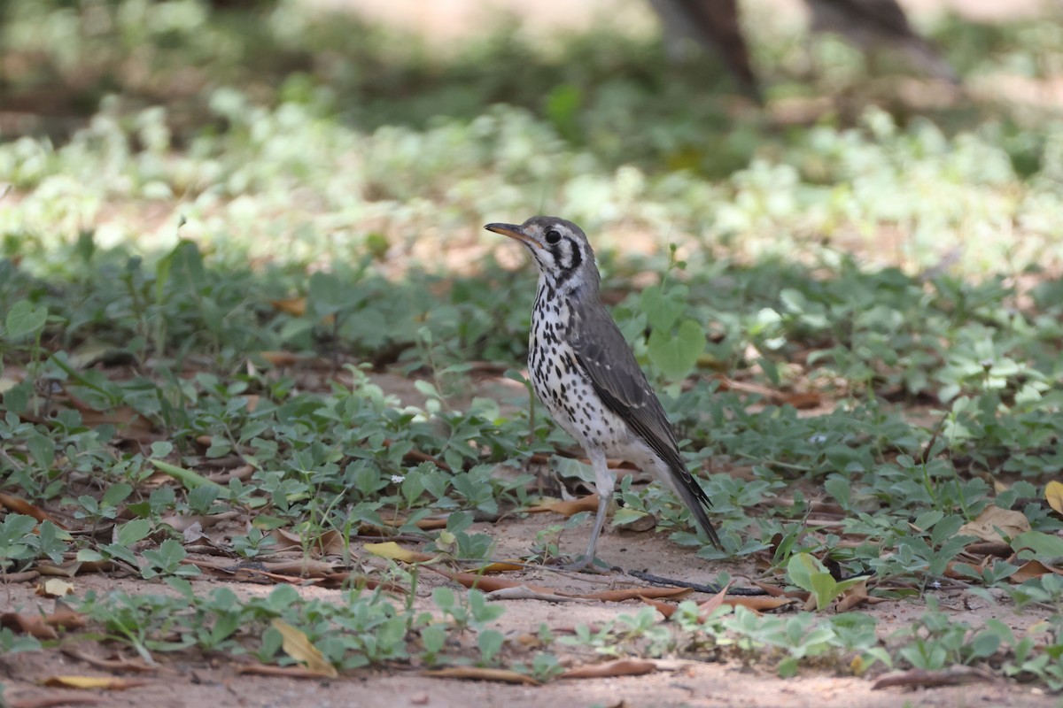 Groundscraper Thrush - ML650353866