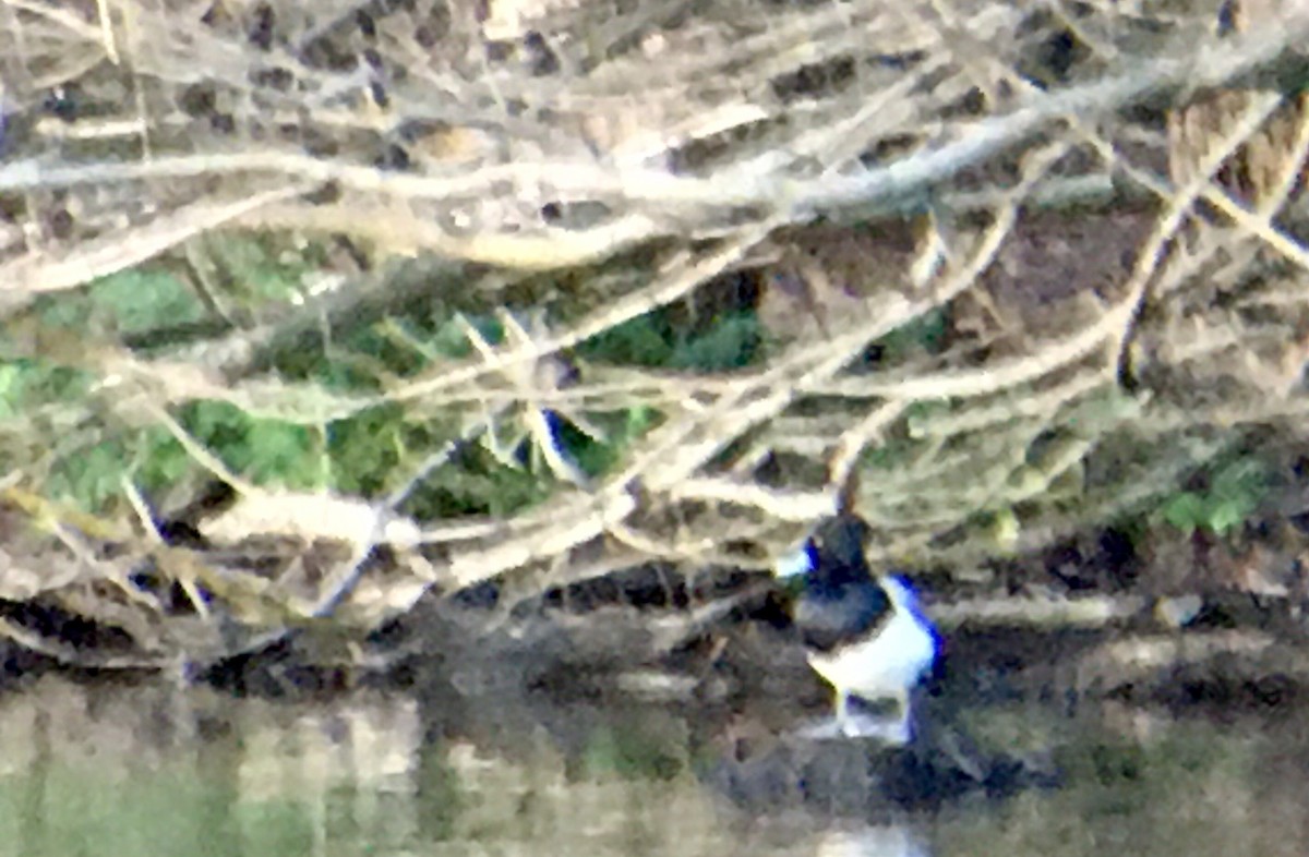 Lesser Scaup - ML650353923