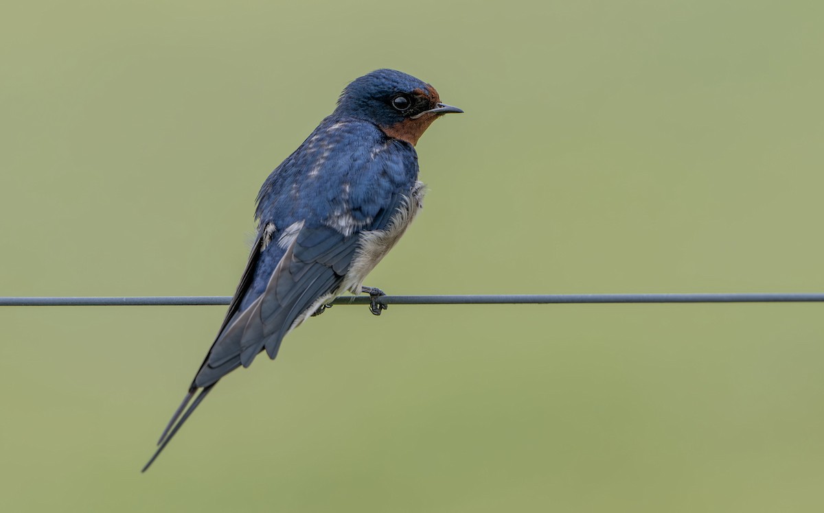 Barn Swallow - ML650353970