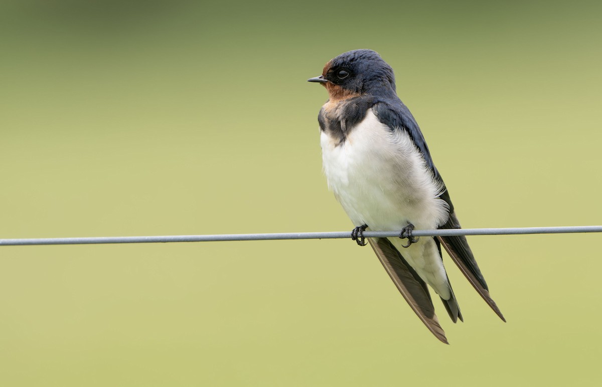 Barn Swallow - ML650353971