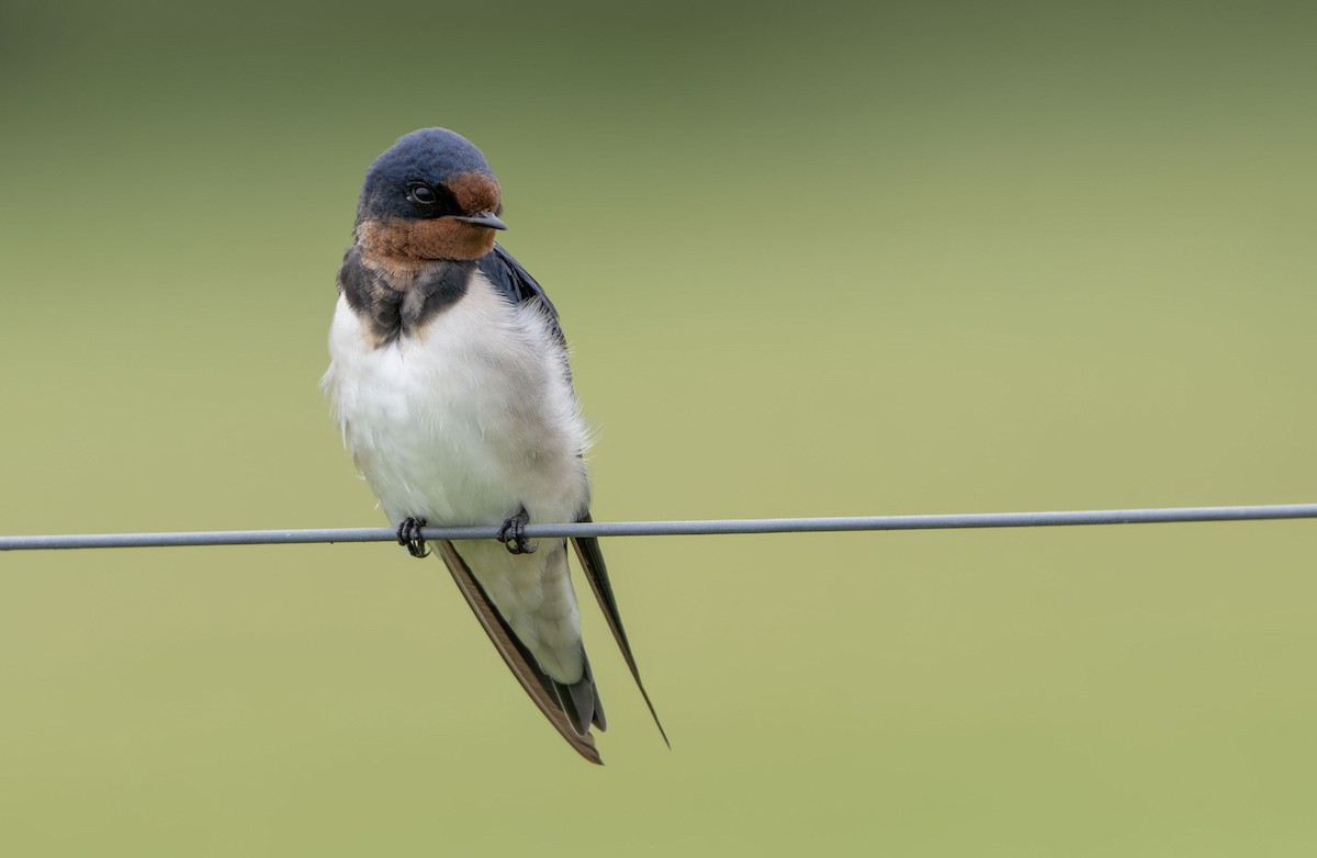 Barn Swallow - ML650353972