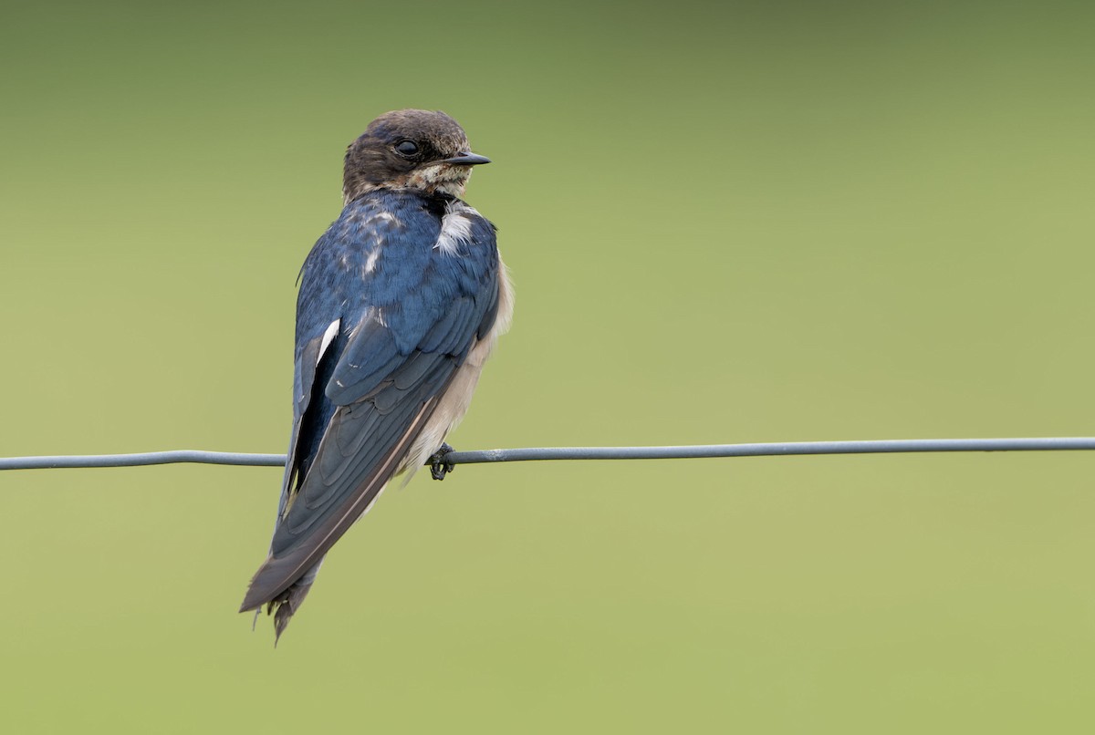Barn Swallow - ML650353973