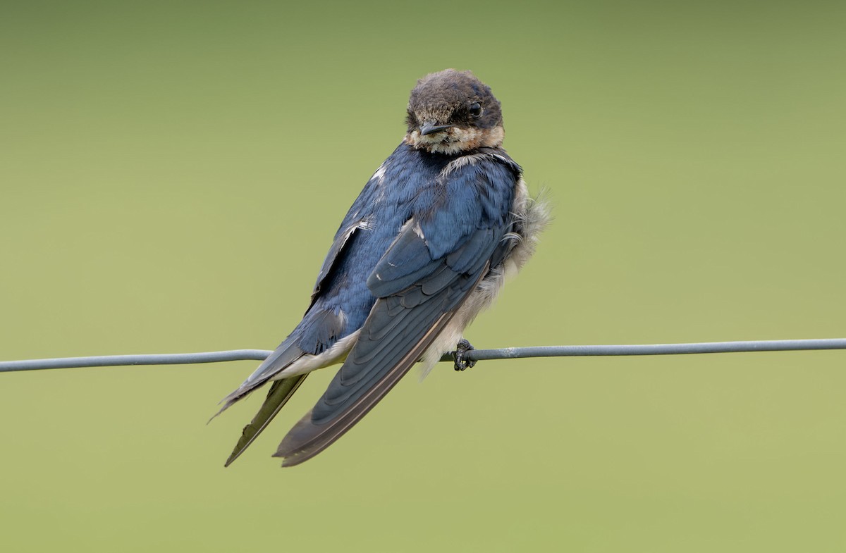Barn Swallow - ML650353974