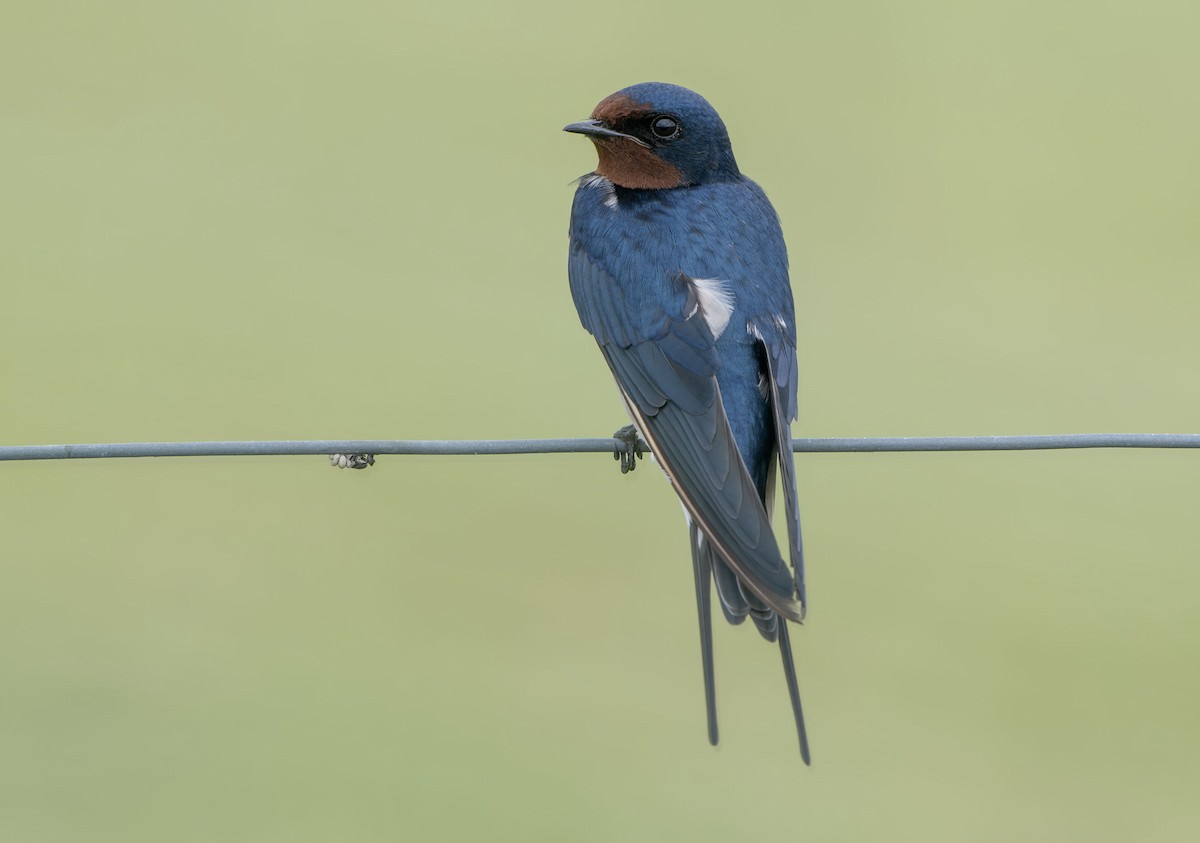 Barn Swallow - ML650353975