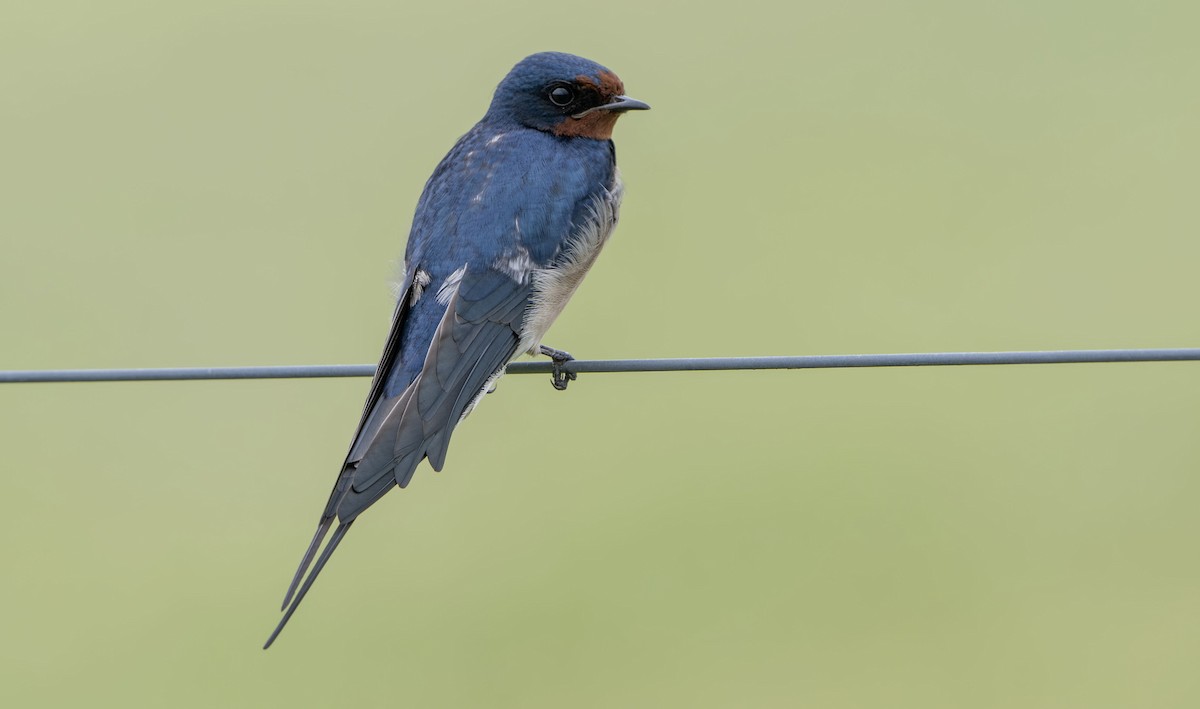 Barn Swallow - ML650353977