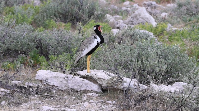 White-quilled Bustard - ML650354009
