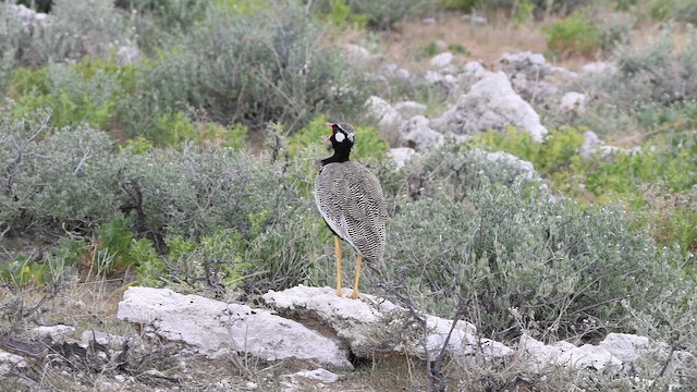 White-quilled Bustard - ML650354011