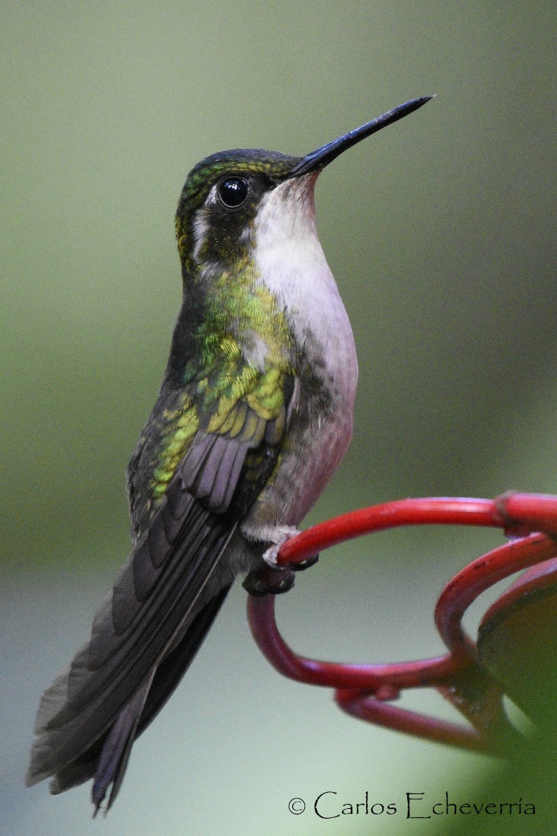 kolibřík salvadorský - ML65035441