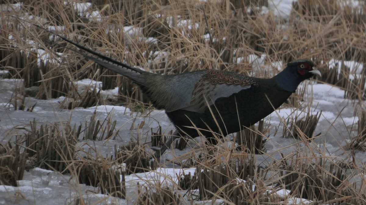 Buntfasan - ML650354622