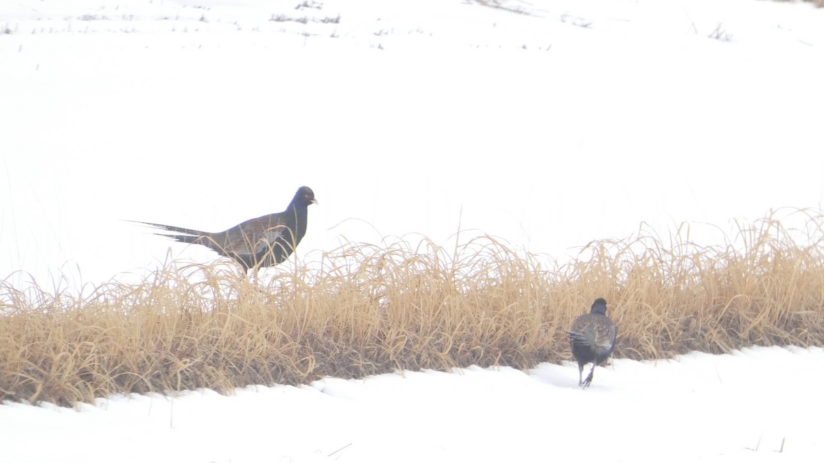 Buntfasan - ML650354630