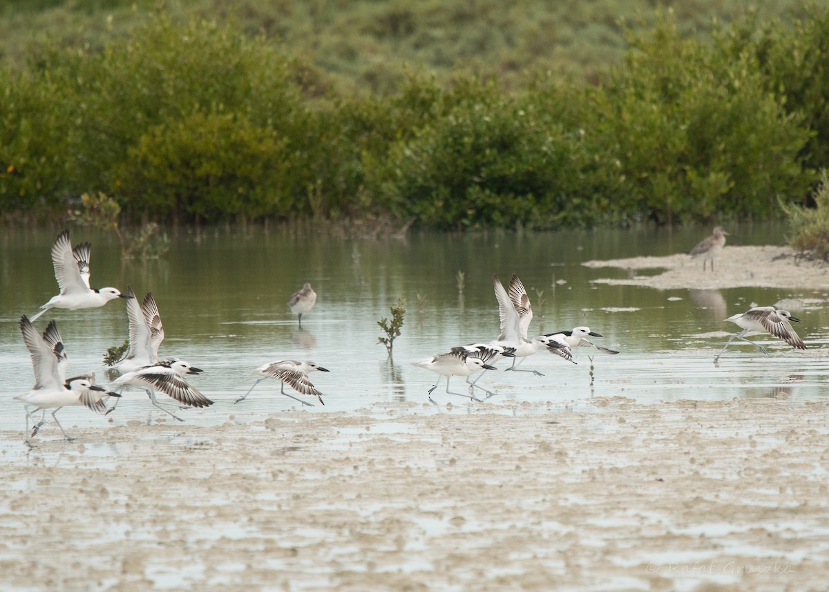 Crab-Plover - ML650354725