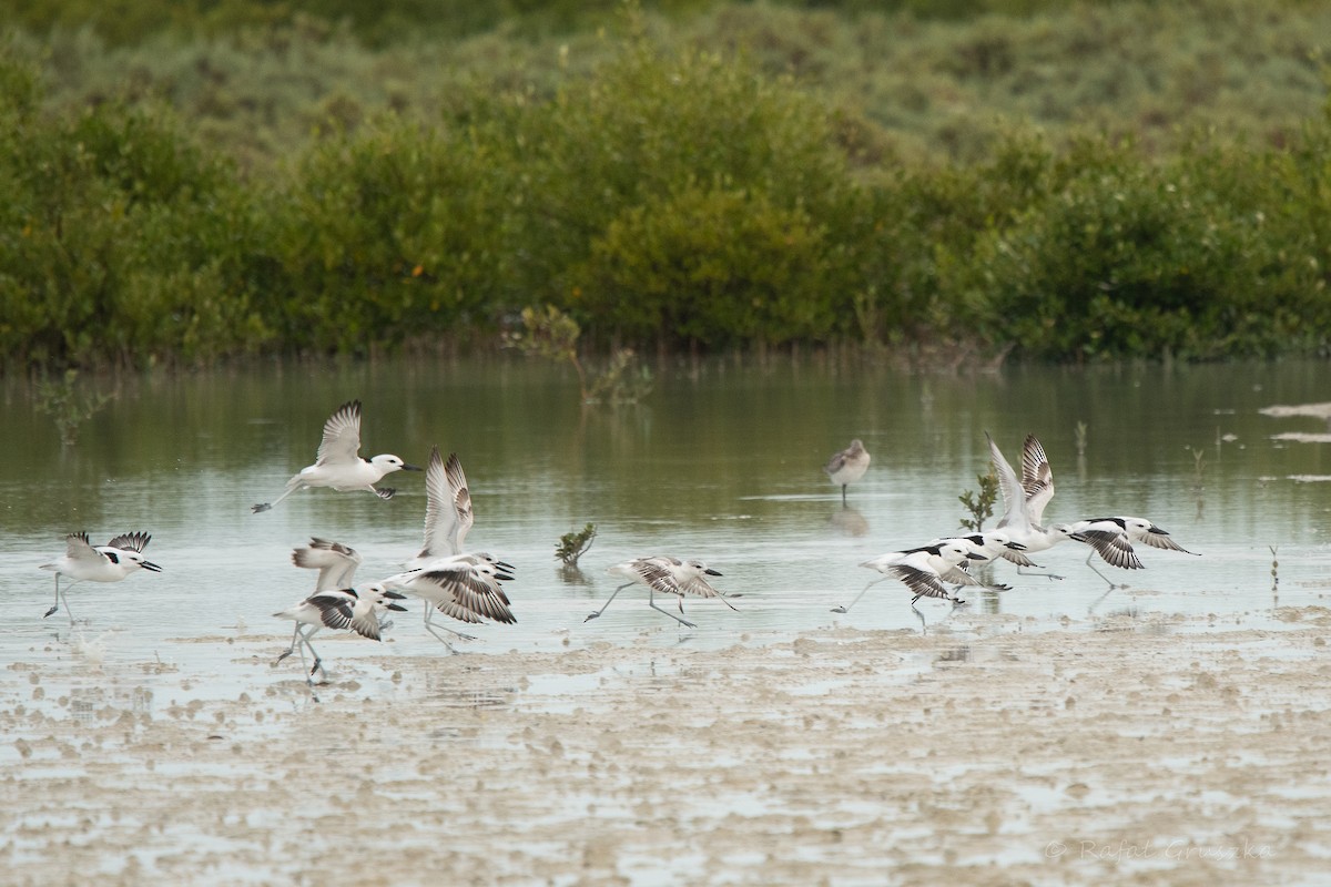 Crab-Plover - ML650354728