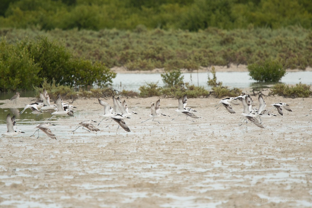 Crab-Plover - ML650354729