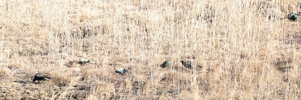 Buntfasan - ML650355427