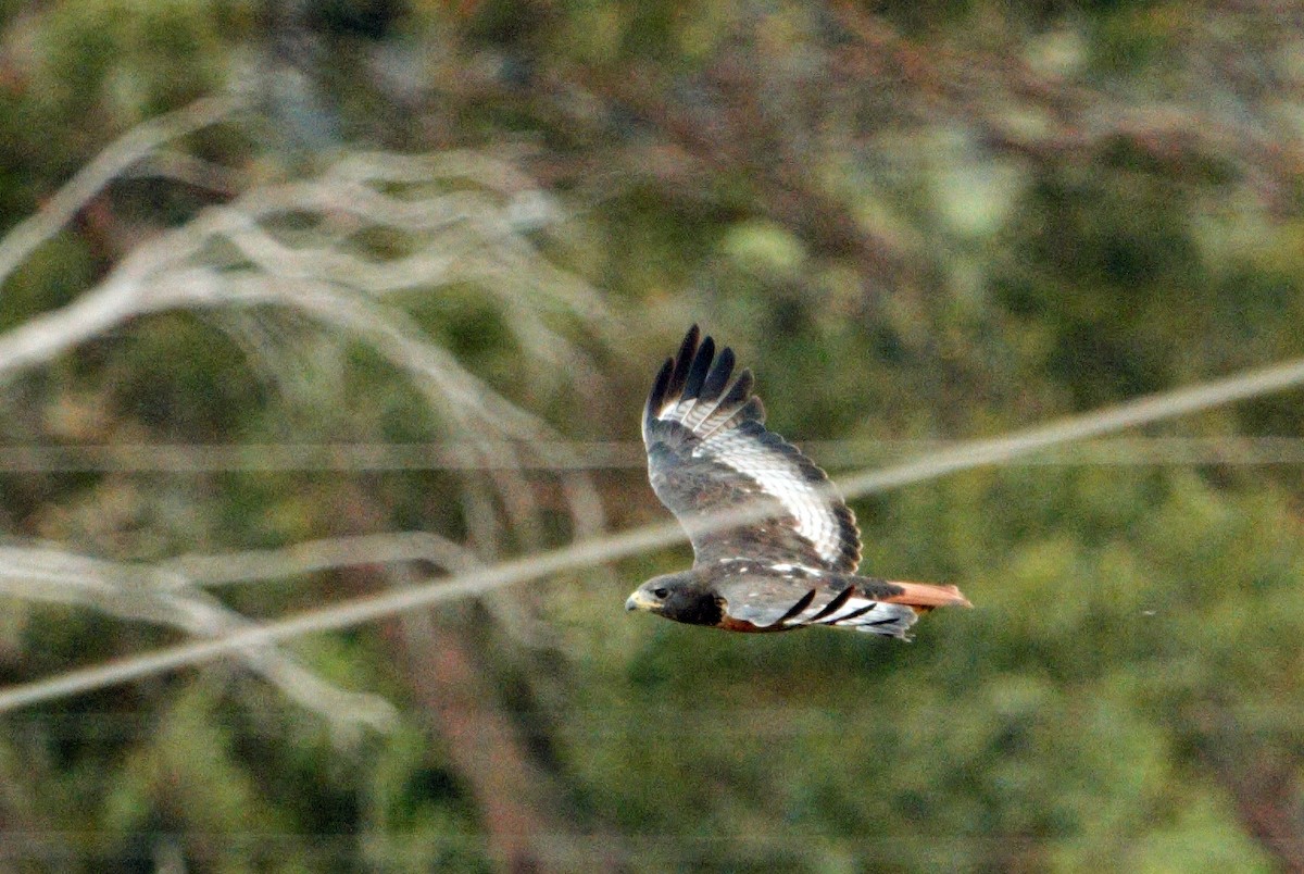 Скальный канюк - ML650355480