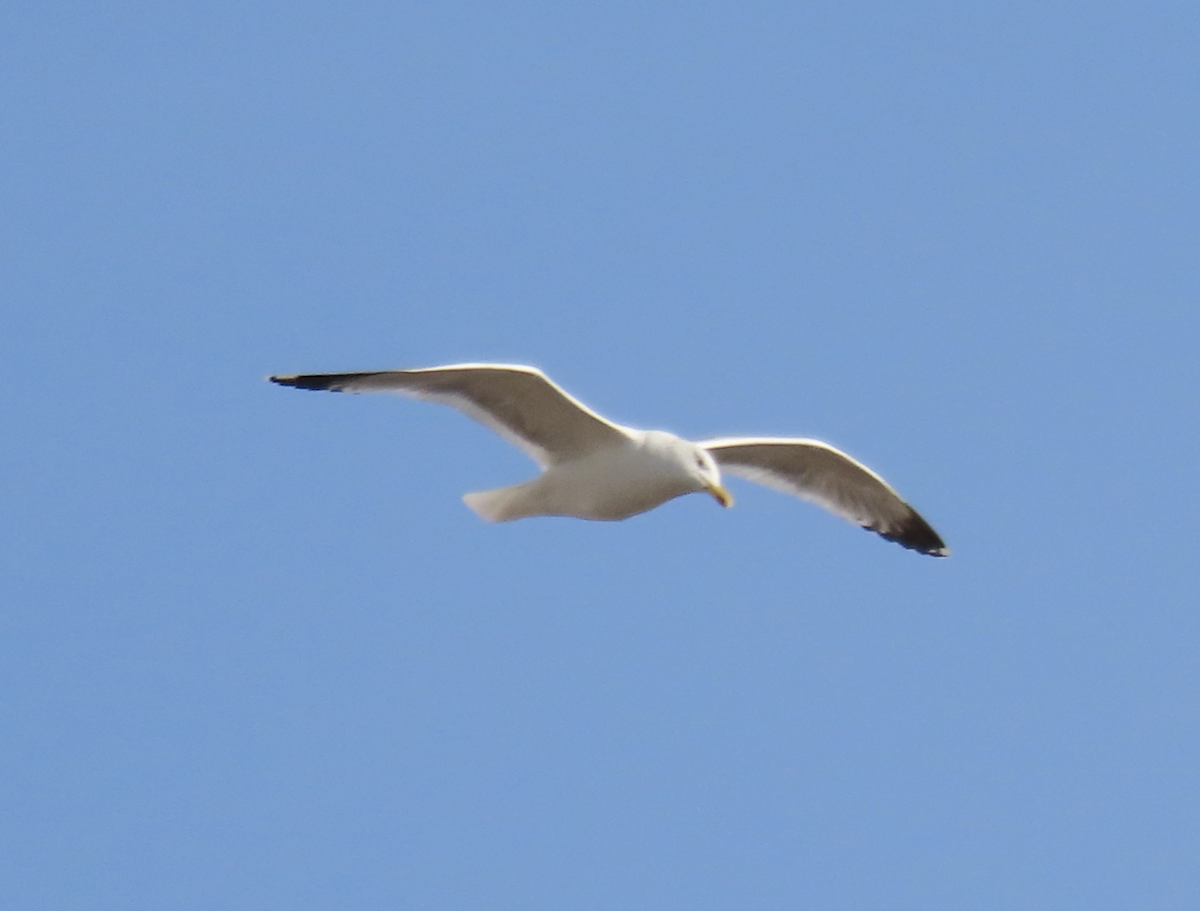 Ostsibirien-/Mongolenmöwe - ML650356434