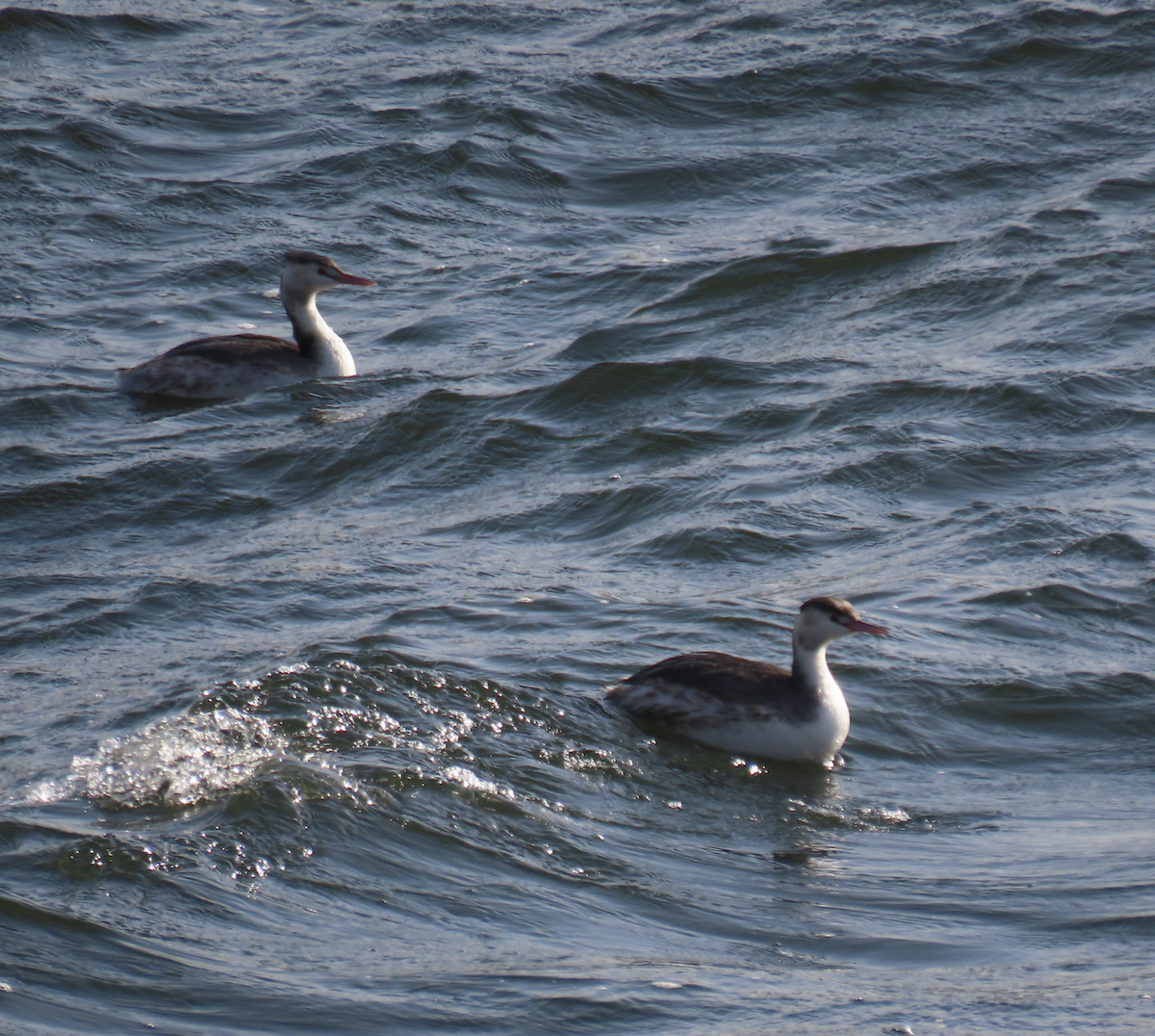 Haubentaucher - ML650356438