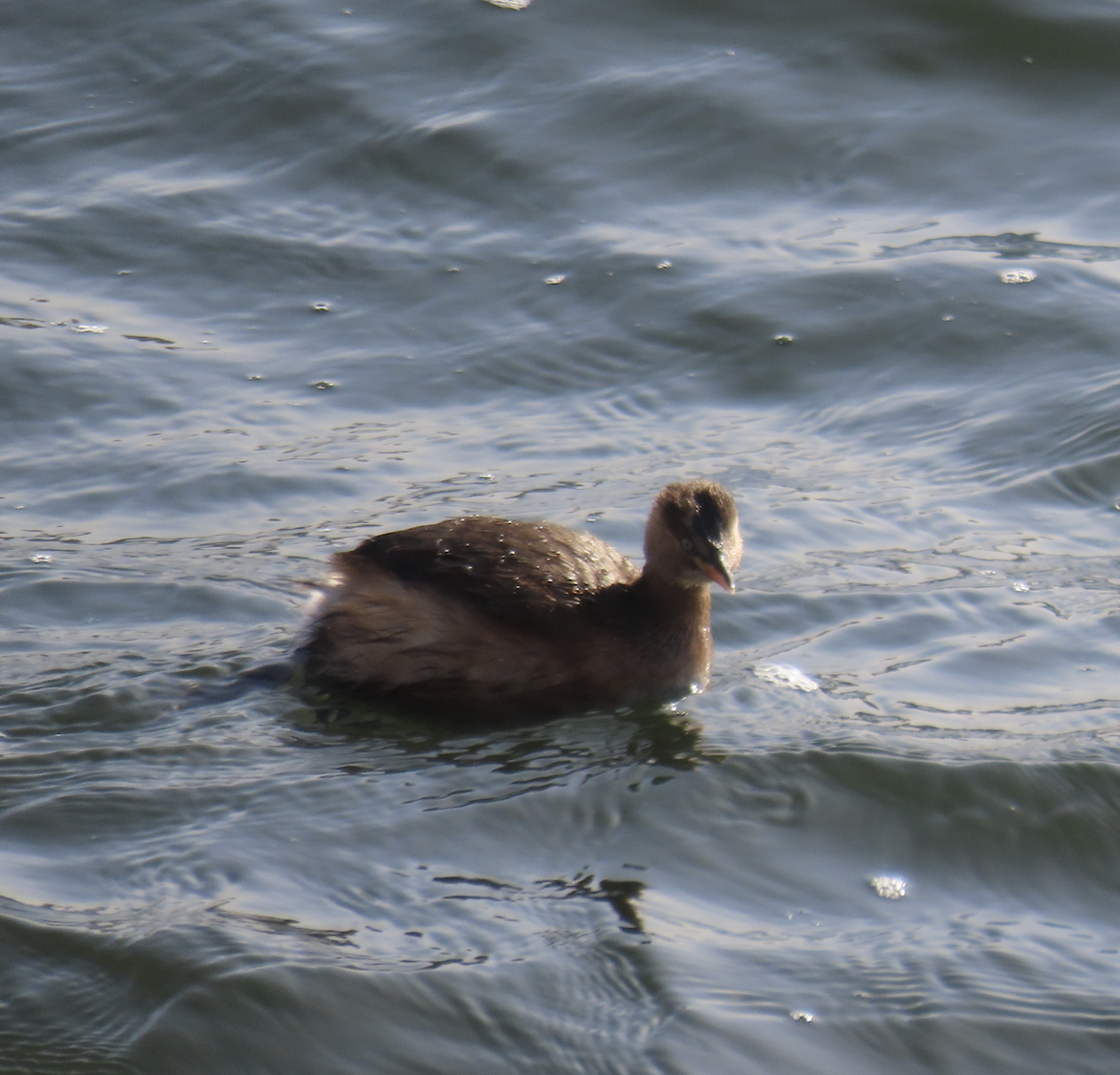 Zwergtaucher - ML650356440