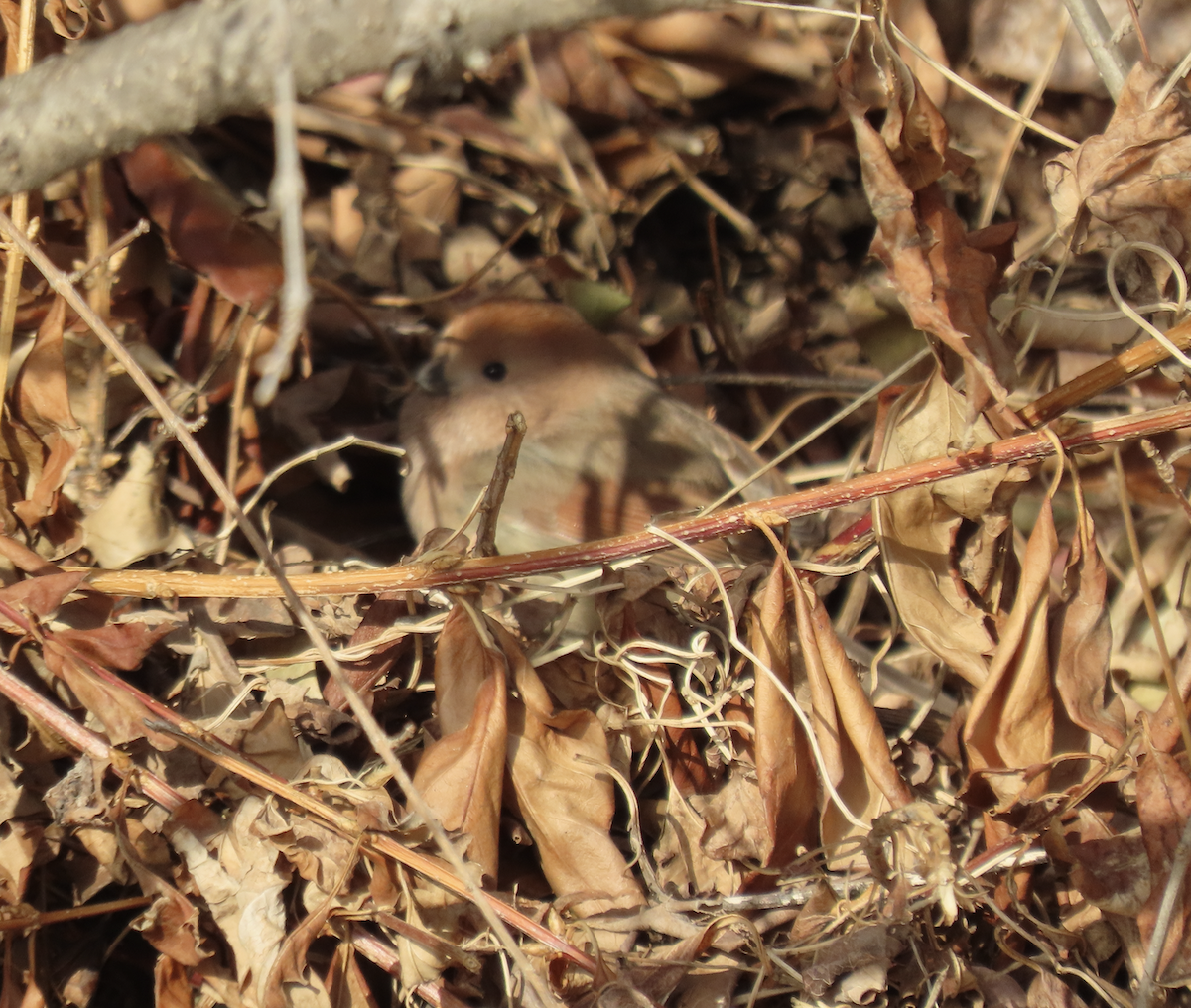 Braunkopf-Papageimeise - ML650356445