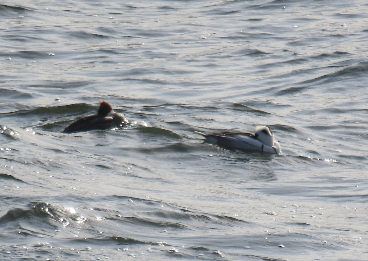 Zwergsäger - ML650356448