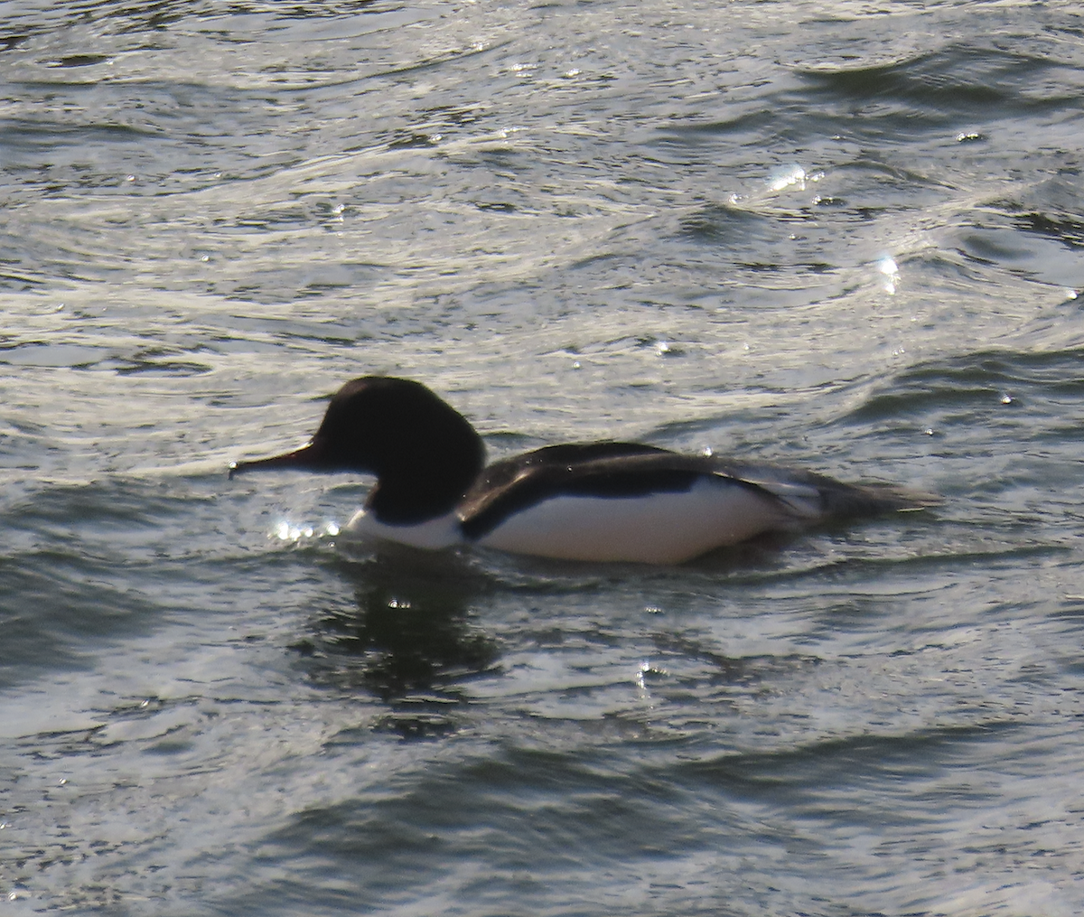 Gänsesäger - ML650356451