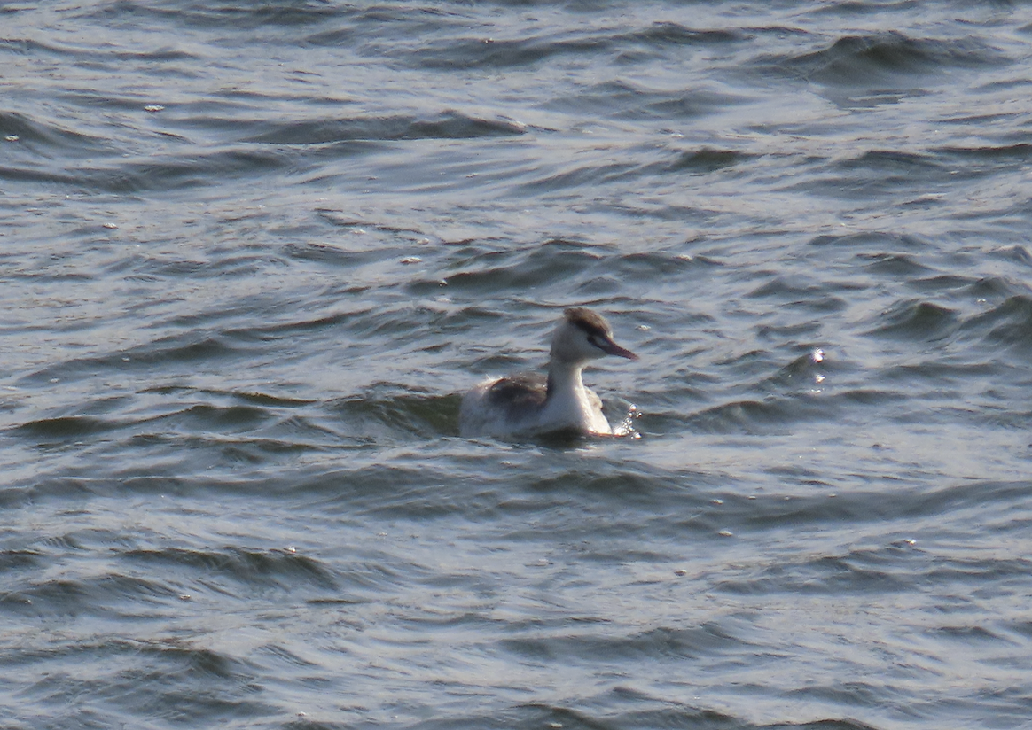 Tafelente - ML650356455