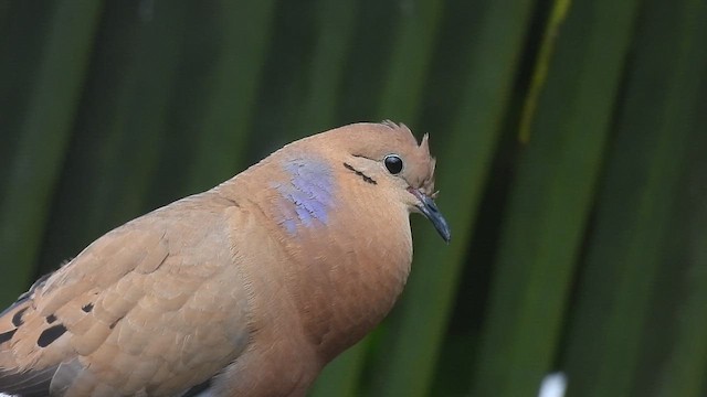 Zenaida Dove - ML650356461