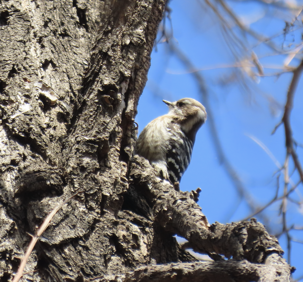 Kizukispecht - ML650356486