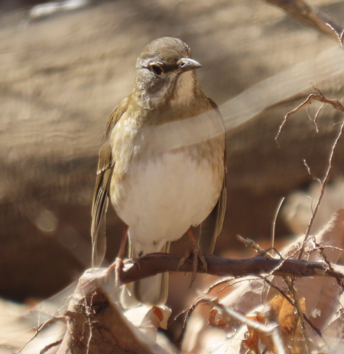 Fahldrossel - ML650356488