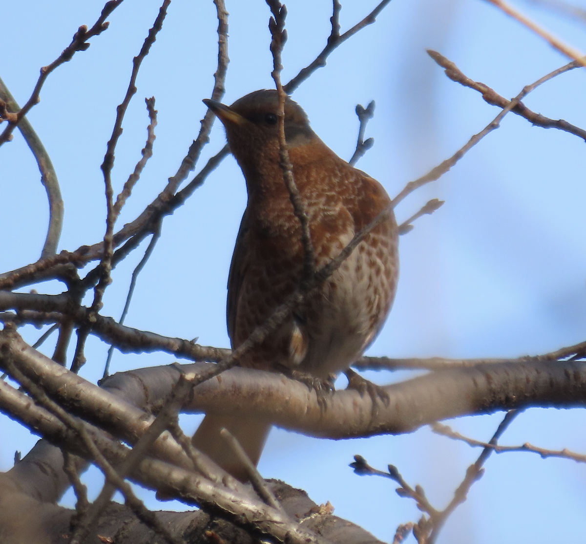 Rostschwanzdrossel - ML650356493