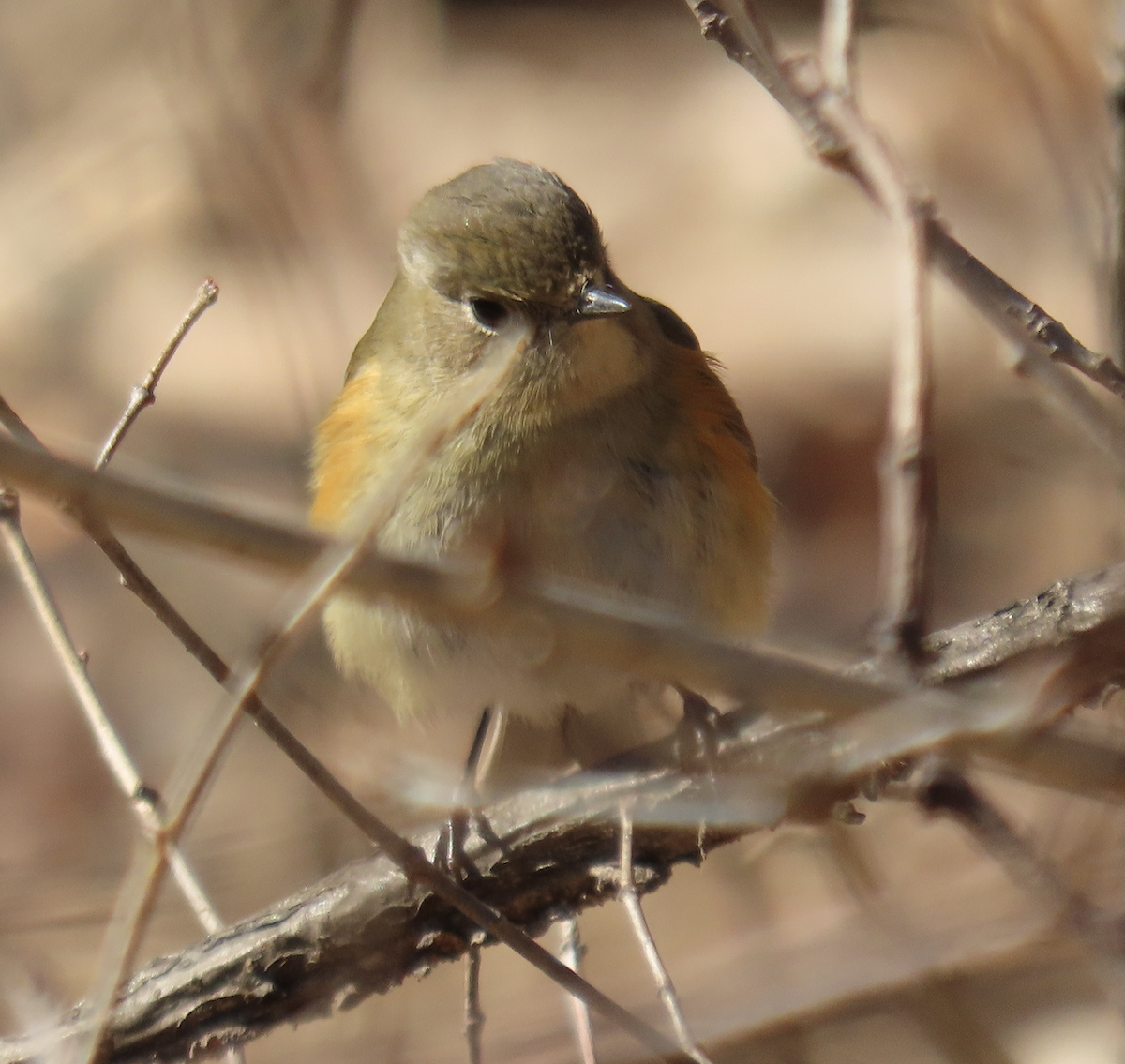 Blauschwanz - ML650356497