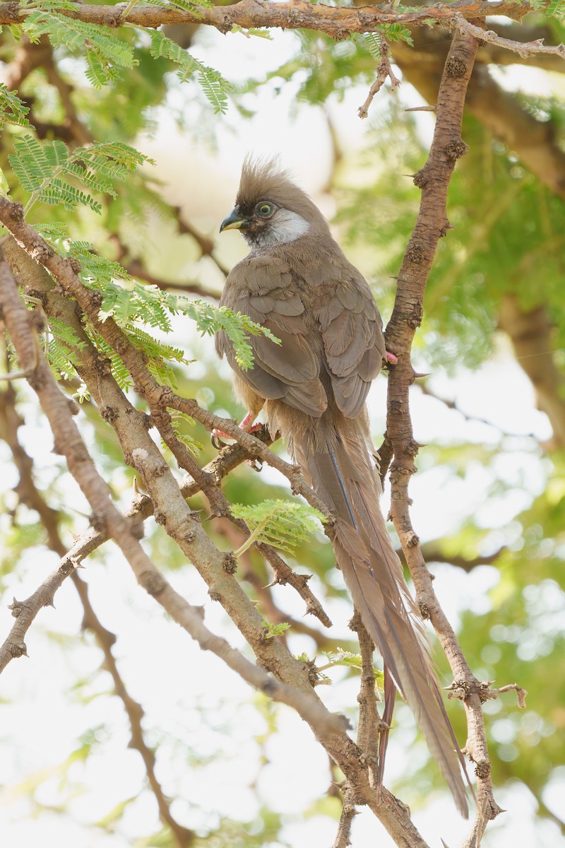 Coliou rayé - ML650356498