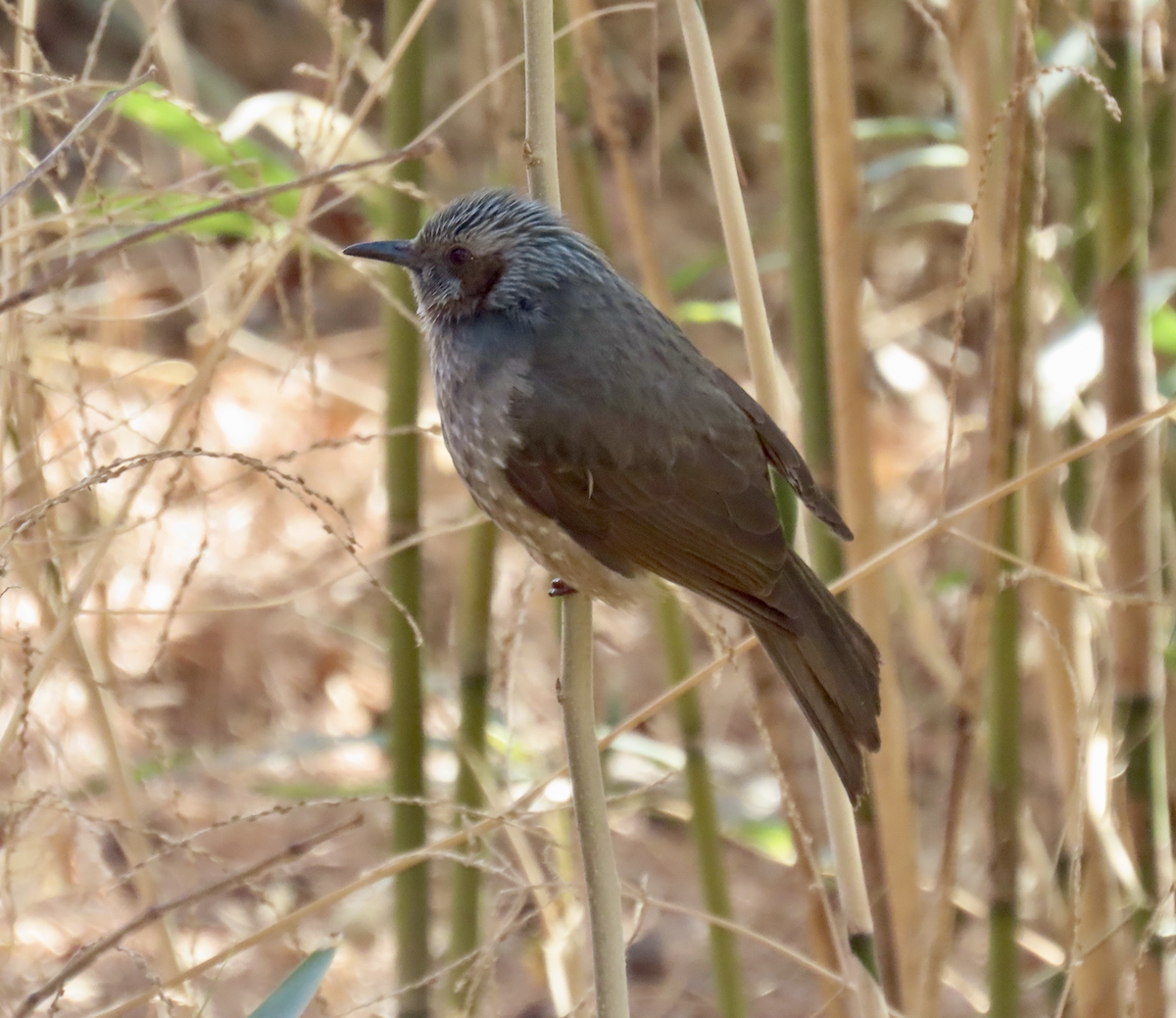 Orpheusbülbül - ML650356500