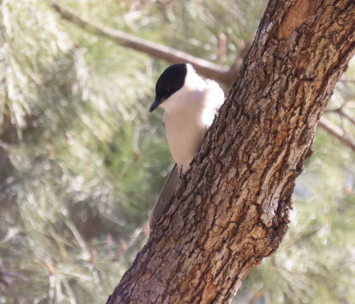 Azurelster - ML650356503