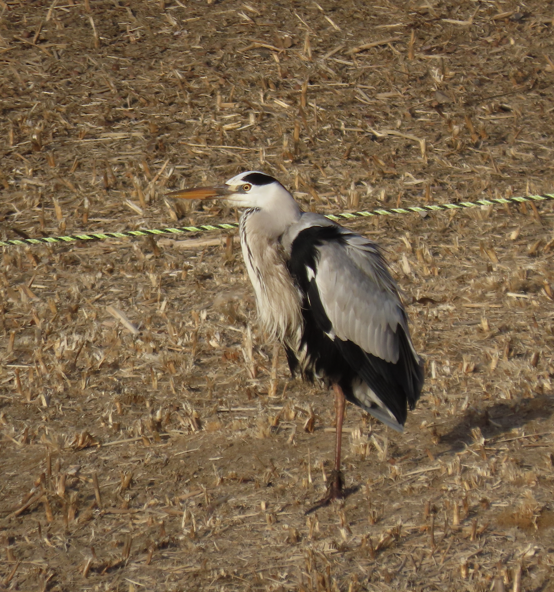 Graureiher - ML650356555