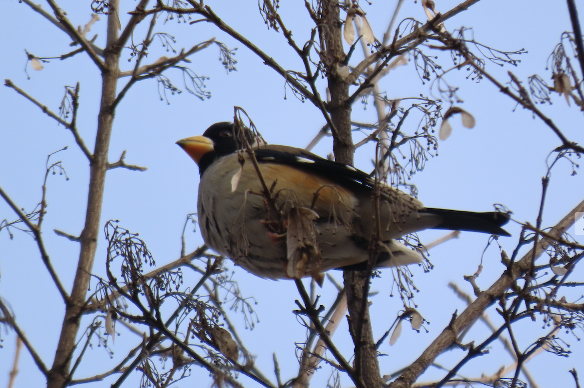 Weißhand-Kernbeißer - ML650356563