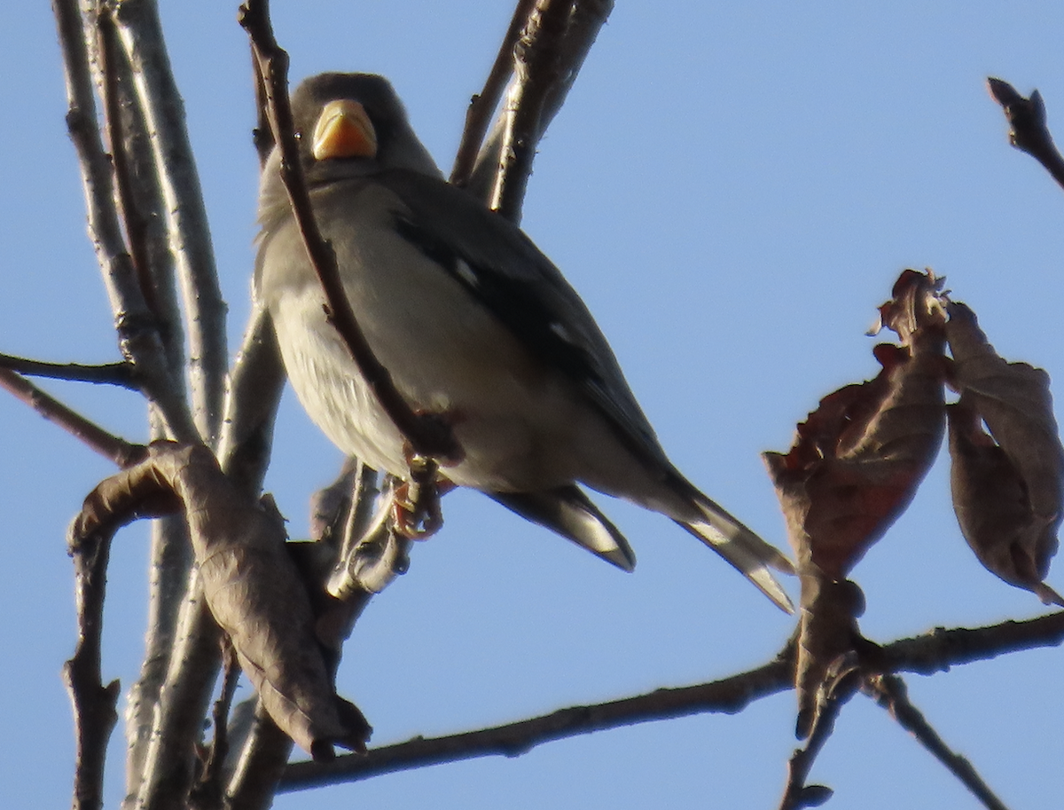 Weißhand-Kernbeißer - ML650356569