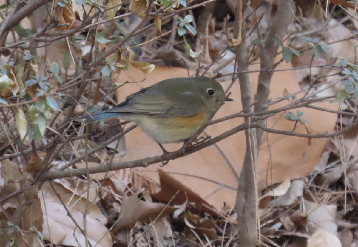 Blauschwanz - ML650356575