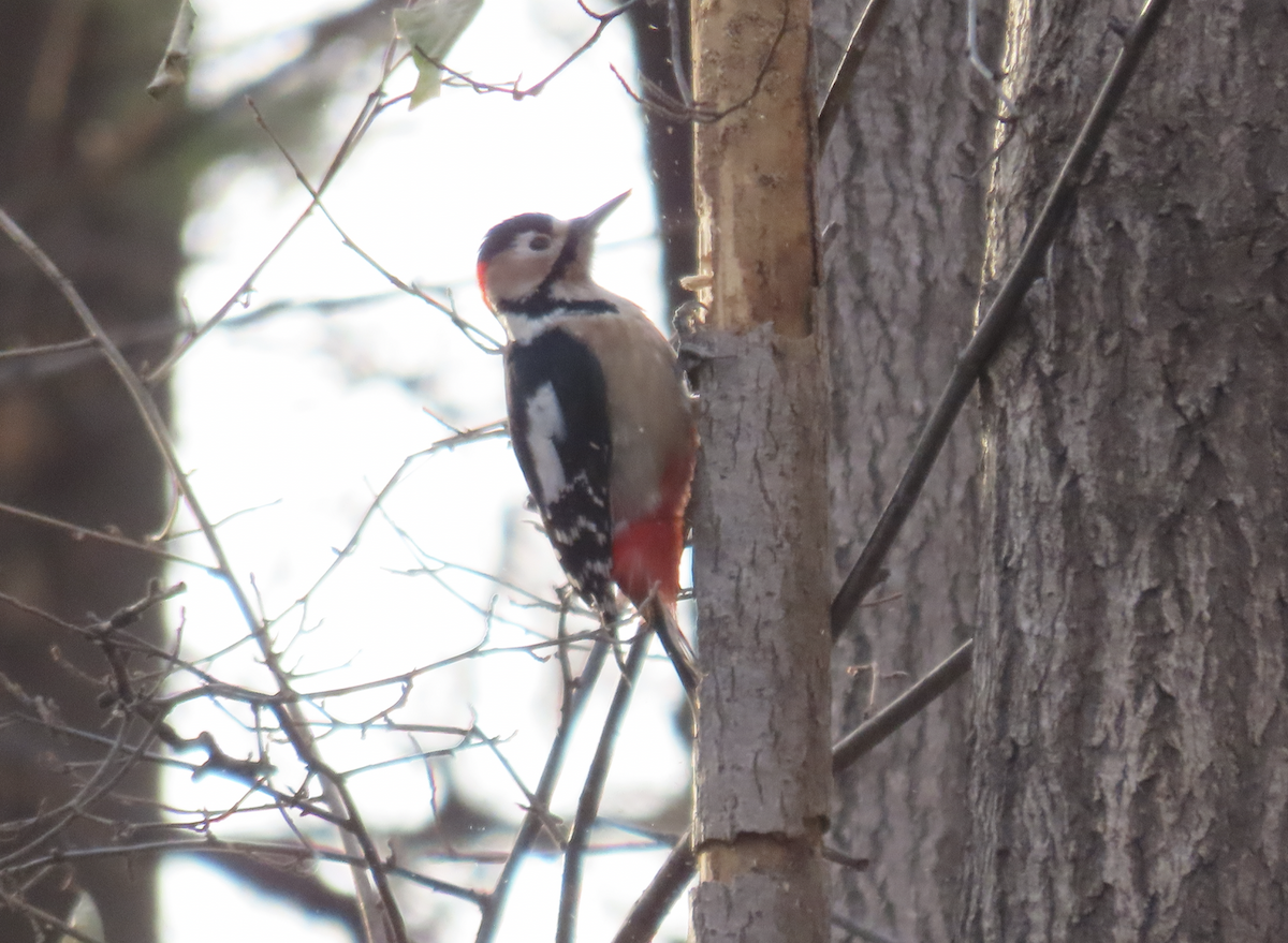 Buntspecht - ML650356585