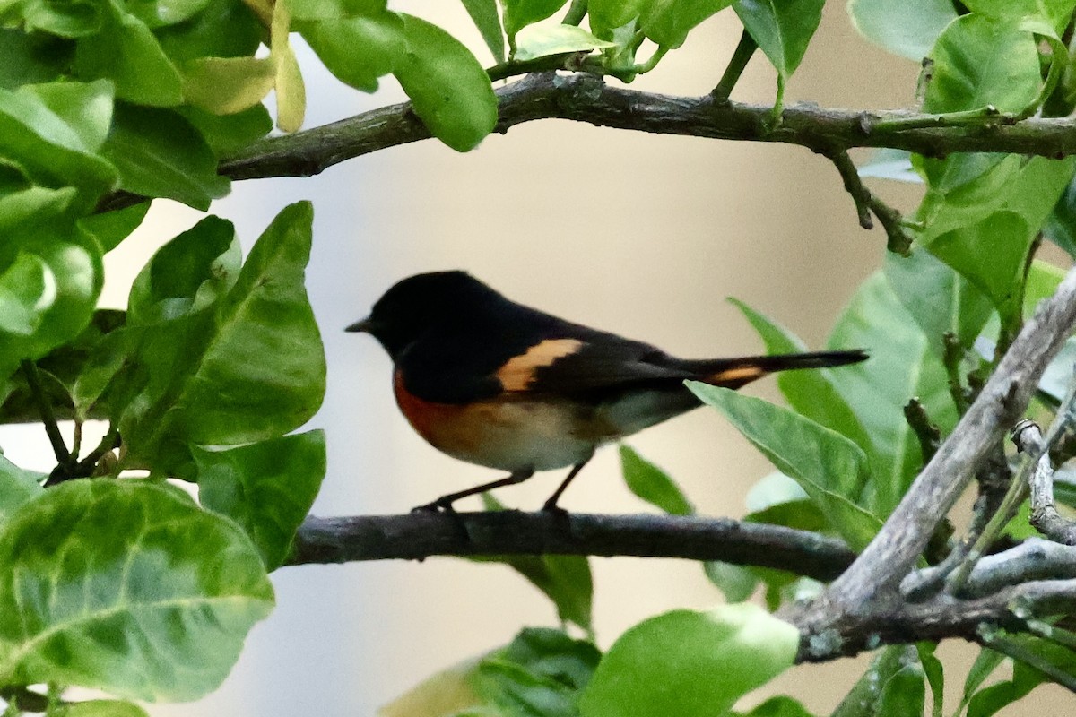 American Redstart - ML650356668