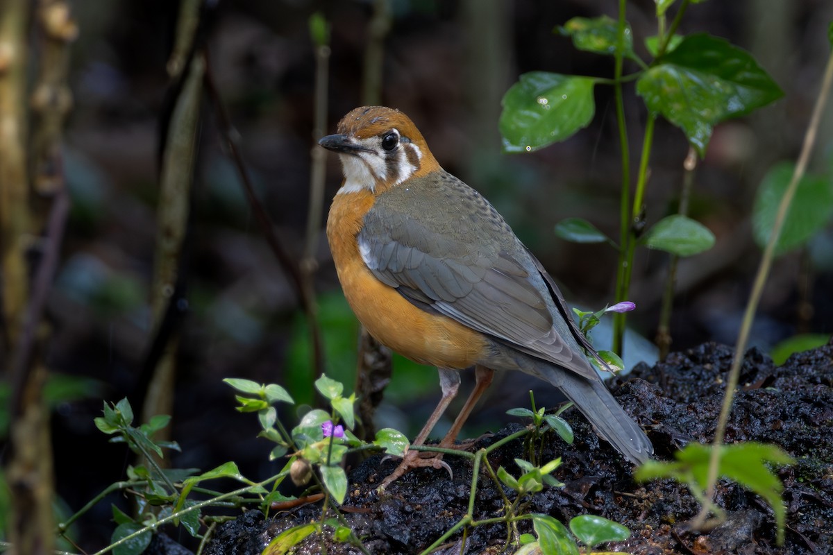 Orange-headed Thrush - ML650356715