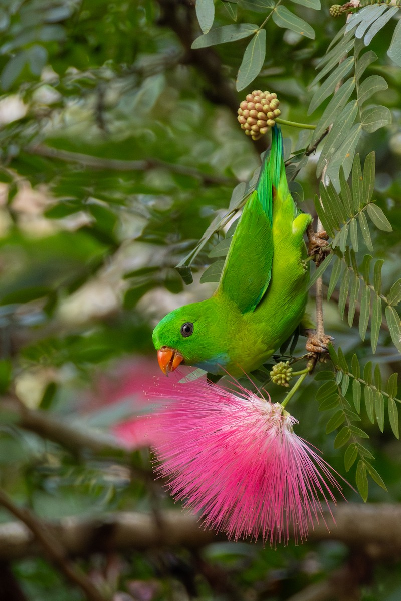 Vernal Hanging-Parrot - ML650356726