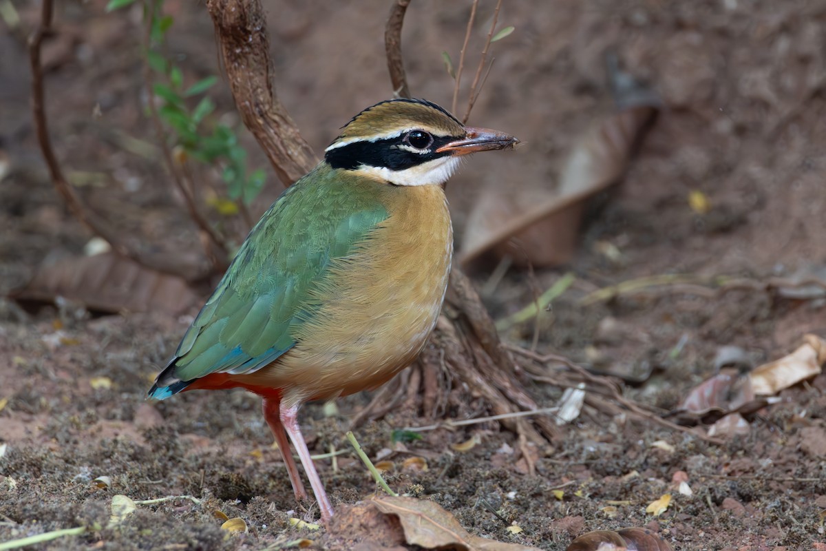 Indian Pitta - ML650356759