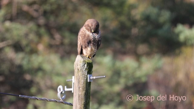 Common Buzzard - ML650356798