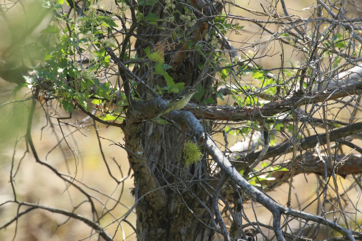 Cassin's Vireo - ML65035691