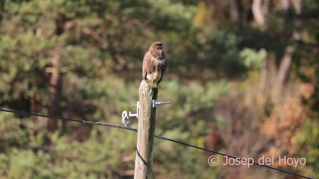 Common Buzzard - ML650357166