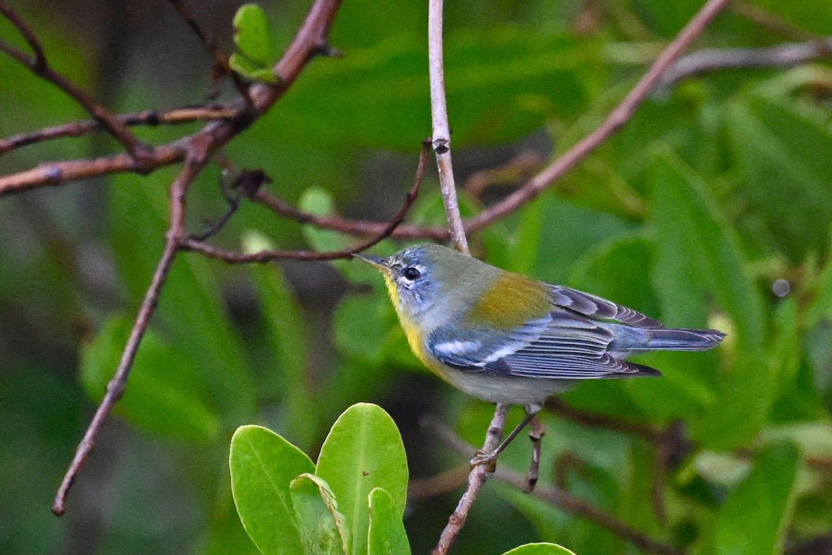 Northern Parula - ML650357182