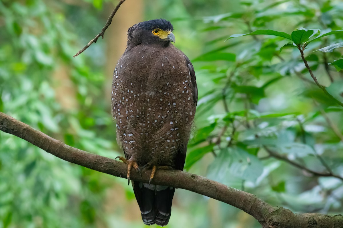 Crested Serpent-Eagle (Crested) - ML650357356